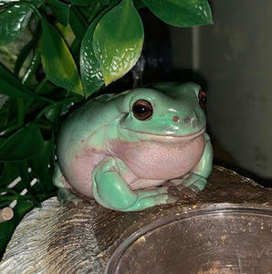 Meet your Posher, Abby